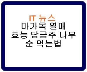 마가목 열매 효능 담금주 나무 순 먹는법