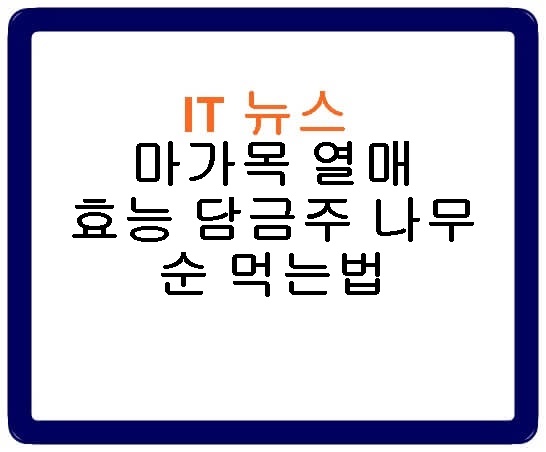 마가목 열매 효능 담금주 나무 순 먹는법